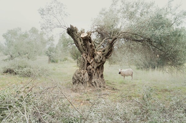 Όταν ο τελευταίος τουρίστας φύγει από την Σαντορίνη