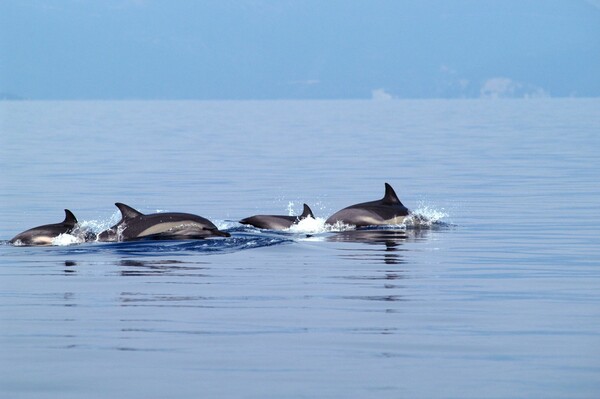 Οι φάλαινες και τα δελφίνια έχουν «ανθρώπινες» κοινωνίες και πιθανόν κουτσομπολεύουν