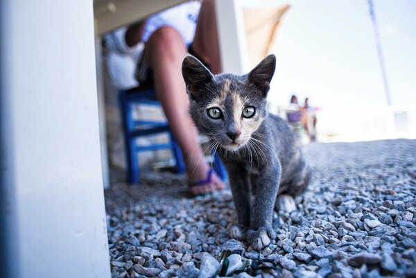 30 νέες φωτογραφίες απ' τα τέλεια ζώα των αναγνωστών μας