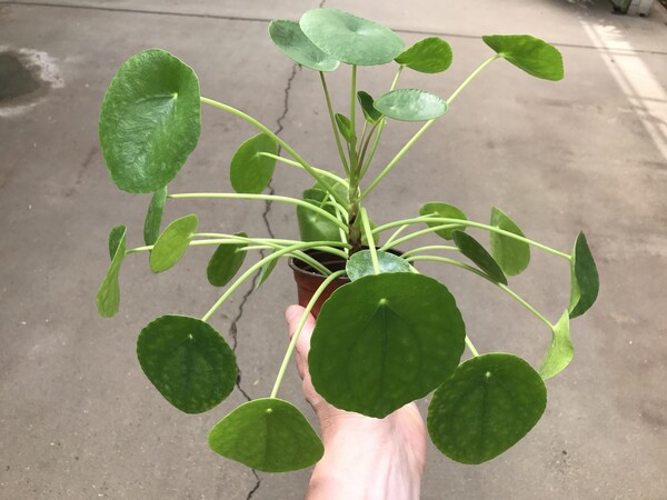 H Pilea Peperomioides είναι το πιο δημοφιλές φυτό στο instagram