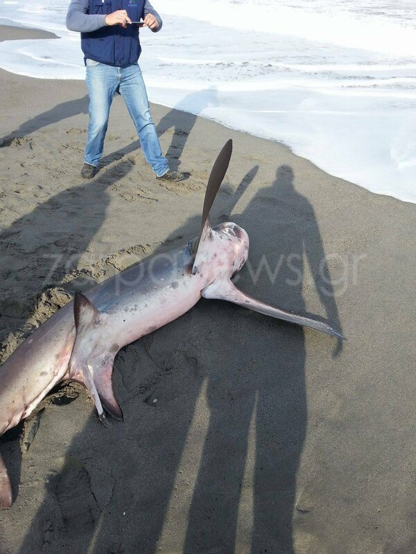 Χανιά: Καρχαρίας 3 μέτρων στην παραλία του Πλατανιά
