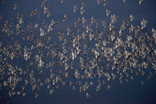 Η μεγαλοπρεπής καθημερινότητα της Rinko Kawauchi