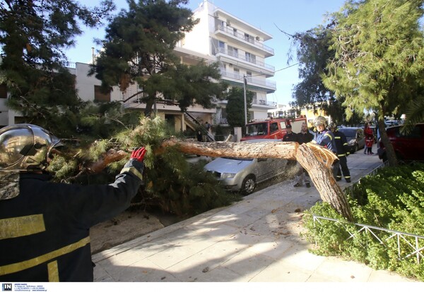 Ξεριζώθηκε τεράστιο δέντρο στο κέντρο της Αθήνας από τους θυελλώδεις ανέμους