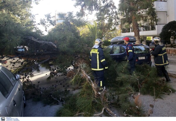 Ξεριζώθηκε τεράστιο δέντρο στο κέντρο της Αθήνας από τους θυελλώδεις ανέμους