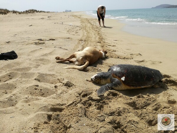 Νεκρός σκύλος και μια νεκρή χελώνα επέπλεαν στη θάλασσα της Λακωνίας