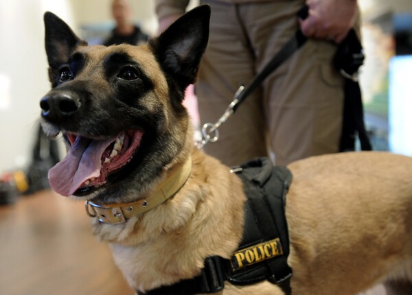 Ο αστυνομικός σκύλος Ρίκι εντόπισε έναν ακόμη έμπορο ναρκωτικών στην Πάτρα