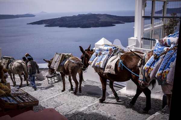 Σαντορίνη: Τι συμβαίνει με τα γαϊδούρια στο νησί - Ο δήμαρχος και οι φιλοζωικές απαντούν για τις εικόνες ντροπής