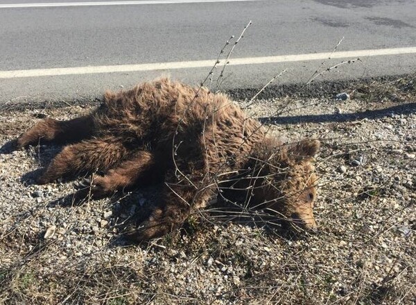 Μικρή αρκούδα νεκρή στην Κοζάνη - Πρώτη φορά εμφανίζεται αρκούδα τόσο κοντά σε πόλη