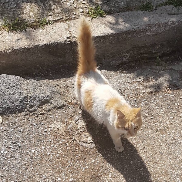 30 νέες φωτογραφίες απ' τα τέλεια ζώα των αναγνωστών μας