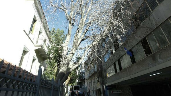 Ξεριζώθηκε τεράστιο δέντρο στο κέντρο της Αθήνας από τους θυελλώδεις ανέμους