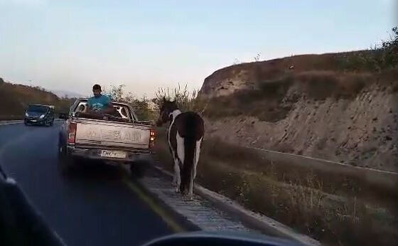 Σαντορίνη: Τι συμβαίνει με τα γαϊδούρια στο νησί - Ο δήμαρχος και οι φιλοζωικές απαντούν για τις εικόνες ντροπής