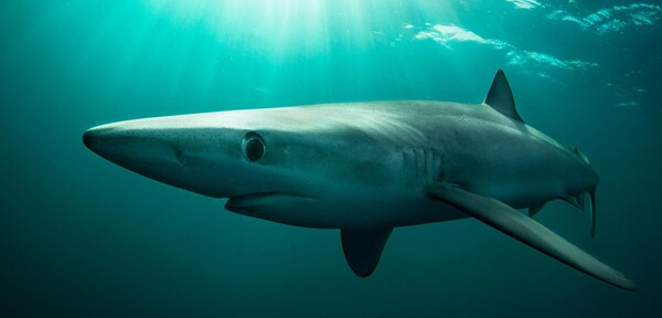 Σπάνιος intersex καρχαρίας έχει εξάψει το επιστημονικό ενδιαφέρον