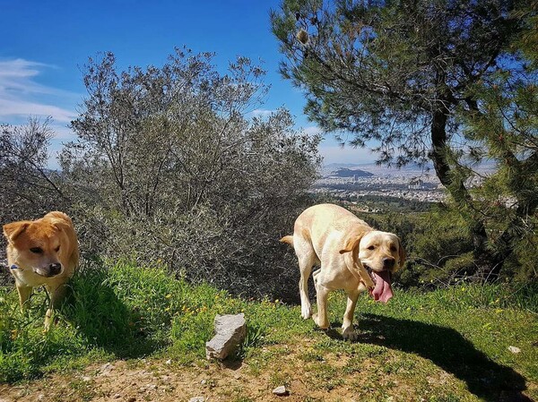 30 νέες φωτογραφίες απ' τα τέλεια ζώα των αναγνωστών μας