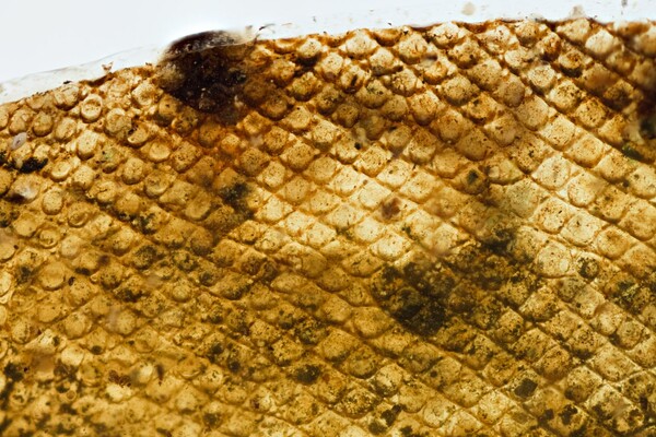 Ανακαλύφθηκε το πρώτο νεογνό φίδι από την εποχή των δεινοσαύρων μέσα σε κεχριμπάρι