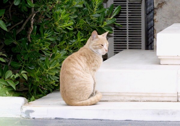 Mια γάτα επεσκέφθη σήμερα το Μαξίμου