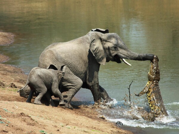 O μικρός ελέφαντας χωρίς προβοσκίδα - Ένας σπάνιος μαχητής που έχει ξαφνιάσει τους επιστήμονες