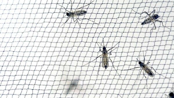 Ο ΙΣΑ καταγγέλλει την Περιφέρεια Αττικής για ολιγωρία στην καταπολέμηση των κουνουπιών