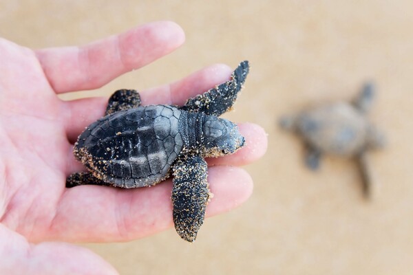 Η Κύπρος γίνεται ξανά ασφαλές καταφύγιο για τις σπάνιες χελώνες