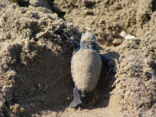 Ζάκυνθος: Ο παράδεισος της χελώνας καρέτα καρέτα - Χρονιά ρεκόρ σε φωλιές