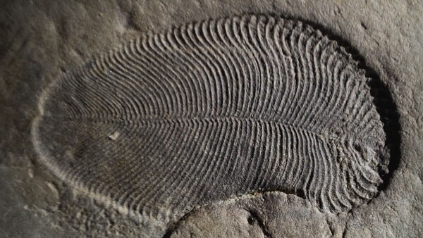 Ανακαλύφθηκαν ίχνη λίπους από το αρχαιότερο γνωστό ζώο που έζησε πριν 558 εκατομμύρια χρόνια