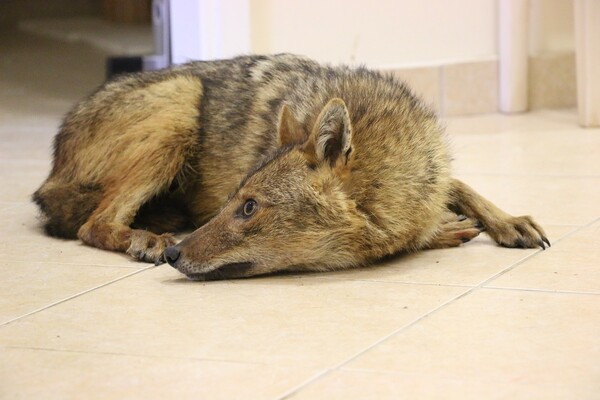 Γιατί το μοναδικό νοσοκομείο για άγρια ζώα στη Β. Ελλάδα έκλεισε για λίγο και μπορεί να το ξανακάνει