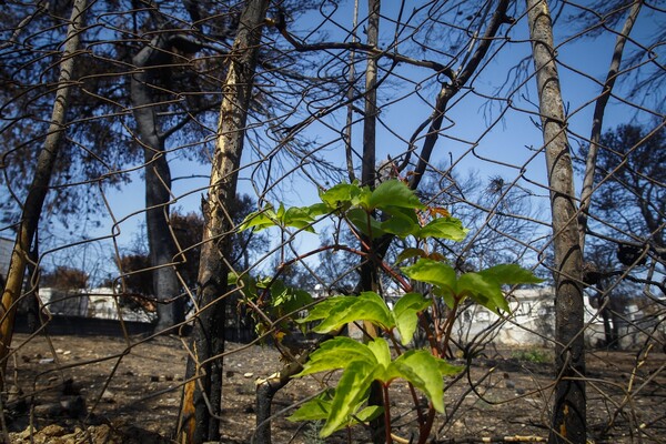 Η Εκκλησία θα φτιάξει πάρκο στο καμένο Μάτι