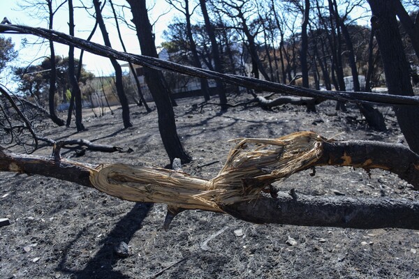 Στις 3.130 οι αιτήσεις πυρόπληκτων για το επίδομα