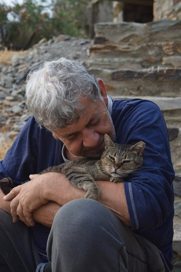 Χιλιάδες αιτήσεις για τη δουλειά στο καταφύγιο με γάτες στη Σύρο - Ακόμη ψάχνουν τον ιδανικό γατόφιλο