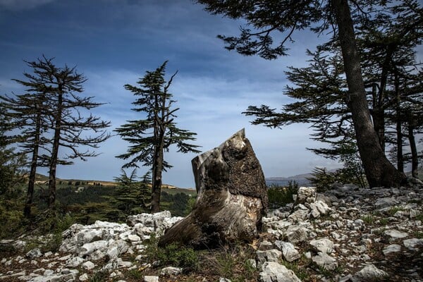 Οι αρχαίοι κέδροι του Λιβάνου πεθαίνουν - Ένα εντυπωσιακό οδοιπορικό σε ένα σπάνιο οικοσύστημα