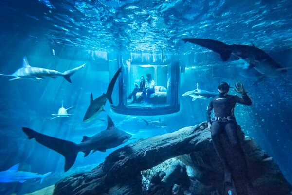 Πώς να κερδίσετε μια βραδιά στο πρώτο υποθαλάσσιο δωμάτιο της Airbnb δίπλα σε καρχαρίες