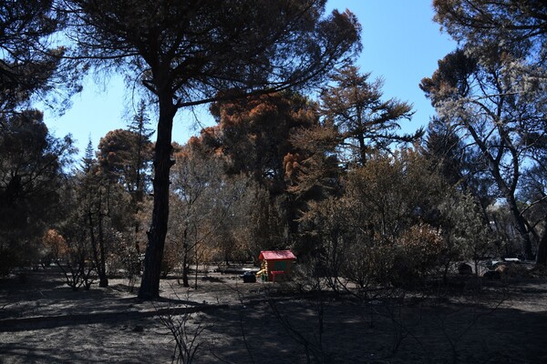 Οι ξενοδόχοι της Κύπρου προσφέρουν 100.000 ευρώ στους πυρόπληκτους