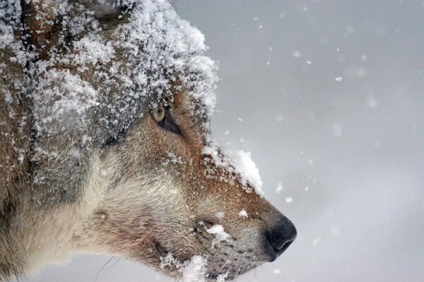 Λύκοι φεύγουν από την απαγορευμένη ζώνη του Τσερνόμπιλ - Ανησυχία αν εξαπλώνουν μεταλλάξεις στην Ευρώπη