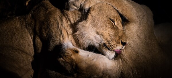 «Μάλλον δεν είχαν πολύ χρόνο για να αντιδράσουν» -Πώς τα λιοντάρια έφαγαν ζωντανούς τους λαθροκυνηγούς
