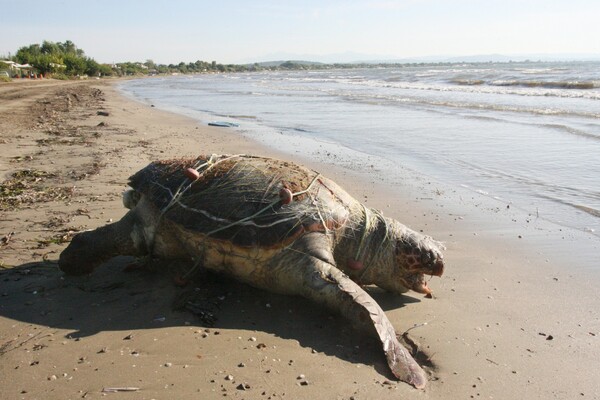 Μέτρα για την προστασία των χελώνων καρέτα - καρέτα ζητούν 53 βουλευτές του ΣΥΡΙΖΑ