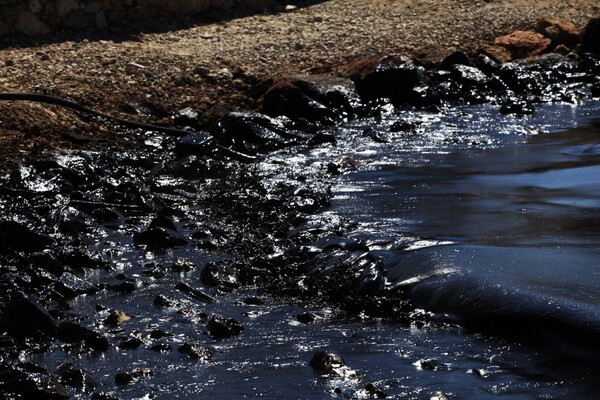 «Καμπανάκι» από WWF για τις ελληνικές θάλασσες με αφορμή την έρευνα και εξόρυξη υδρογονανθράκων