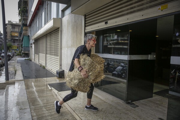 Ακτιβιστές πέταξαν σανό στα γραφεία των ΑΝΕΛ - ΦΩΤΟΓΡΑΦΙΕΣ