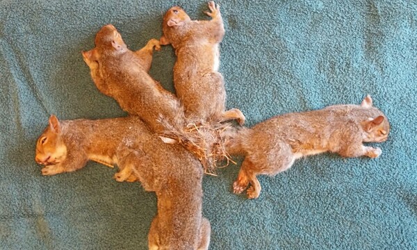 Θανάσιμος κόμπος - Η ιστορία της φωτογραφίας με τους 5 μπλεγμένους σκίουρους