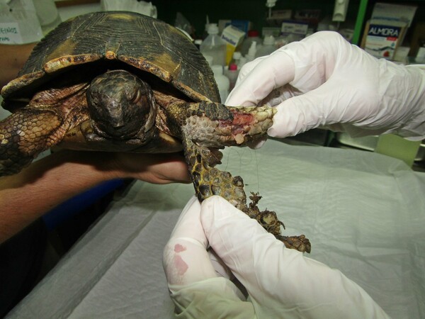 Σώζουν καμένες χελώνες, πουλιά και μικρά ζώα από τις καμένες περιοχές