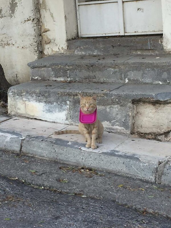 «Σώστε τον γατούλη» - Ένας γάτος στη Φιλοθέη έχει σφηνώσει το κεφάλι του σε τάπερ