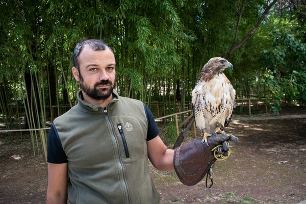 Η Ζήνα είναι το μοναδικό γεράκι που καταρρίπτει drones (και πήγε στο γάμο του Αντώνη Ρέμου)