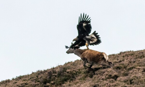 Σπάνια στιγμή στην άγρια φύση - Η δραματική επίθεση ενός αετού σε ελάφι