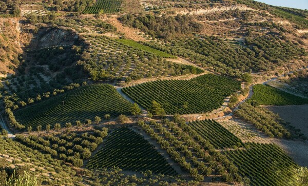 ΟιΝοτικά: Τα κρασιά της Κρήτης έρχονται στην Αθήνα