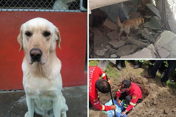 O ηρωικός σκύλος που πέθανε από εξάντληση έχοντας σώσει 7 ανθρώπους από τα χαλάσματα