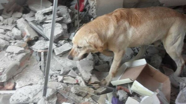 O ηρωικός σκύλος που πέθανε από εξάντληση έχοντας σώσει 7 ανθρώπους από τα χαλάσματα