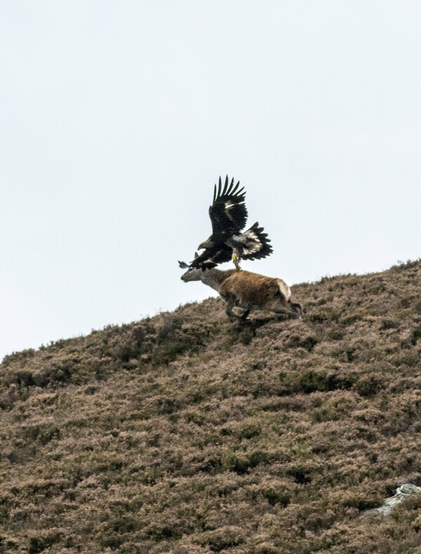 Σπάνια στιγμή στην άγρια φύση - Η δραματική επίθεση ενός αετού σε ελάφι