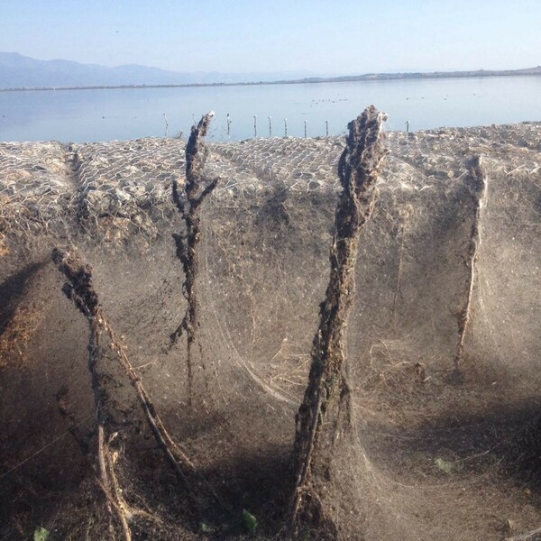 Τεράστιος ιστός αράχνης στη Βιστωνίδα - Το πέπλο «κατάπιε» το τοπίο (ΕΙΚΟΝΕΣ&ΒΙΝΤΕΟ)