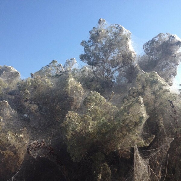 Τεράστιος ιστός αράχνης στη Βιστωνίδα - Το πέπλο «κατάπιε» το τοπίο (ΕΙΚΟΝΕΣ&ΒΙΝΤΕΟ)