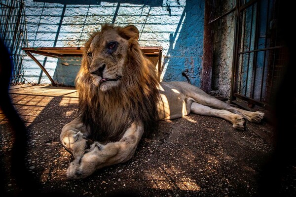 Ζωολογικός κήπος κολαστήριο στην Ευρώπη - Σοκαριστικές εικόνες εξαθλιωμένων ζώων