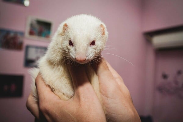 Δύο ferret που δίνουν αγάπη και τρέλα