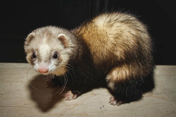 Δύο ferret που δίνουν αγάπη και τρέλα